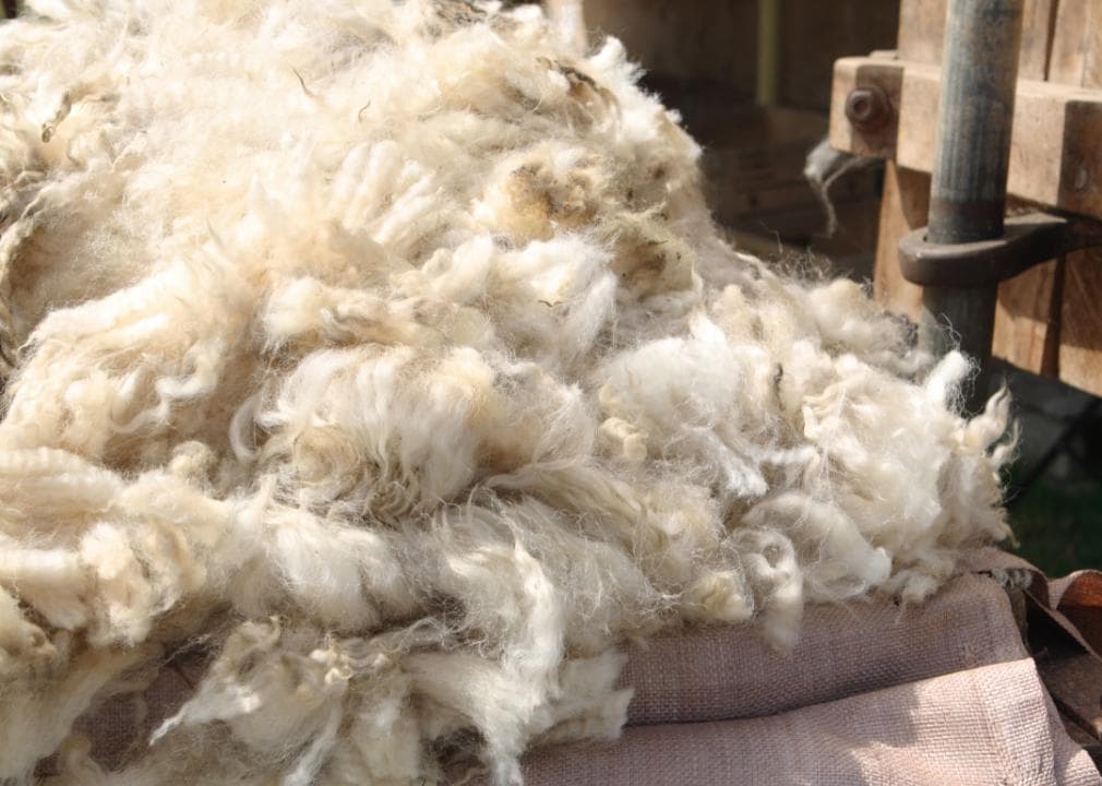 Wool from sheep